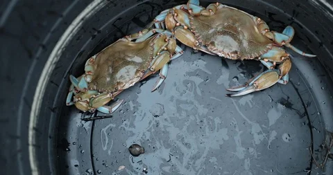 Slow motion two blue crabs trapped in a bucket with large pincher claws. Stock Footage 111163015