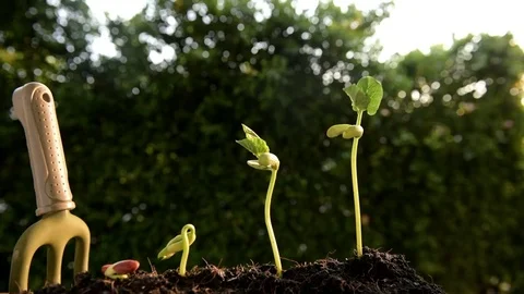Slow motion Two Boy interest and take care seedling Stock Footage 73374285