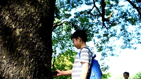  Slow motion two boy look at the tree Stock Footage 85076487