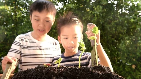 Slow motion two boy prepare soil and seedling Vídeos de archivo 73374275