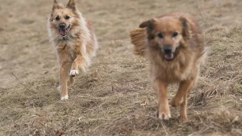 Slow motion of two brown dogs running towards camera Stock Footage 307696705