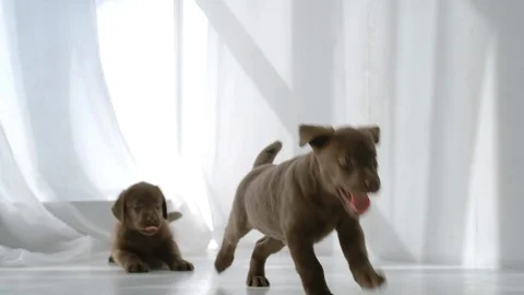 SLOW MOTION: Two brown labrador puppies running in room in daytime Stock Footage 107048312