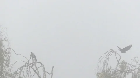 Slow motion: Two carrion crows on leafless tree branches, taking off, cawing Video stock 94885984
