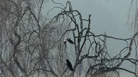 Slow-motion: Two carrion crows in birch tree, one bird takes off other crow caws Stock Footage 98750107