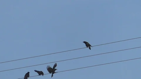 Slow-motion: Two carrion crows sitting on power lines, two other crows landing Stock Footage 100708215