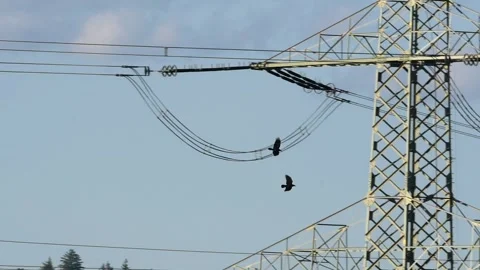 Slow motion: two carrion crows (corvus corone) flying by electrical tower Video stock 251371995