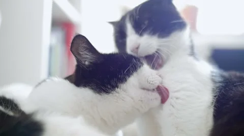 Slow Motion of two cats cleaning each other Stock Footage 52513246