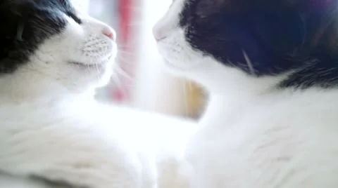 Slow Motion of two cats cleaning each other 스톡 동영상 52513672