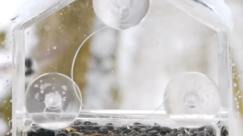 Slow motion of two chickadees driving out, away each other from feeder, snow Video stock 98615860
