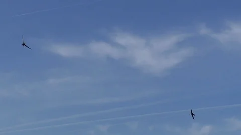 Slow motion: Two common swifts (apus apus) flying in a blue, partly cloudy sky 库存影片 90265847