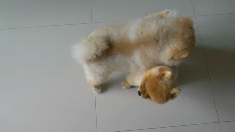 Slow motion, two cute dogs playing in home Stock Footage 94660970