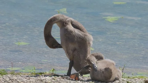 Slow-motion of a two cute young swans cleaning its feathers on the lakeshore Stockbeeldmateriaal 247078447