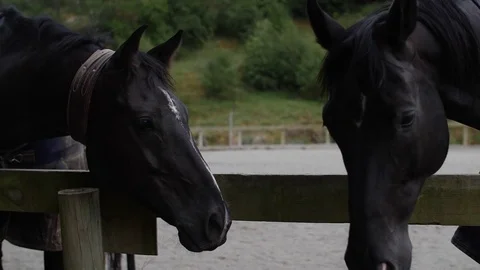 SLOW MOTION: Two dark beatiful horses looking at each other  (180fps) Stock-Footage 84158874