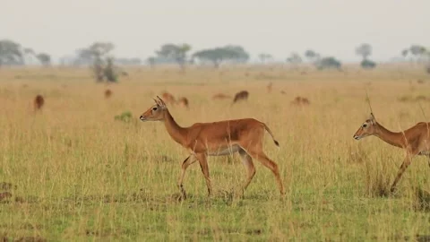 Slow motion of two deers walking and trotting in African prairie. Stock Footage 201367137