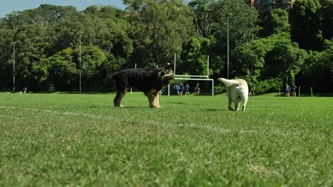 Slow motion Two dogs have fun on a Rugby field on a sunny day 4K Stock Footage 240306379