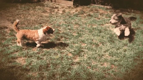 Slow motion of two dogs playing with long hair waving Stock Footage 134592870