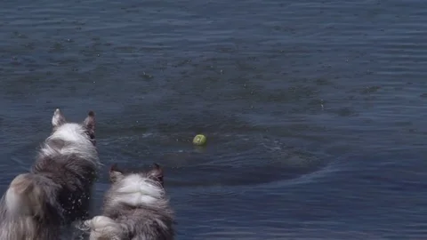 Slow Motion Of Two Dogs Running Into Water To Fetch Ball Stock Footage 83607456
