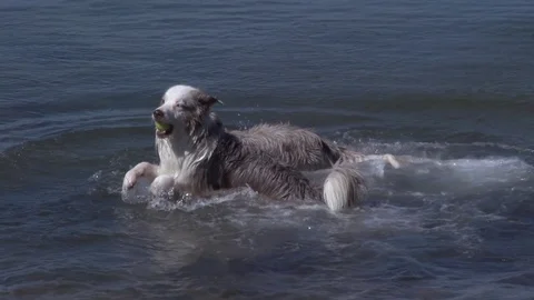 Slow Motion Of Two Dogs Running Out Of Water With Ball in Mouth Stock Footage 83607463