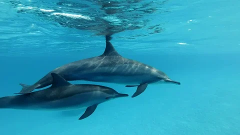 Slow motion, Two dolphins, mom and young dolphin slowly swims in a circle Stock Footage 105457826