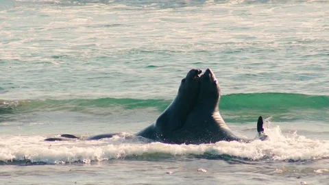Slow Motion Two Elephant seals fighting in the waves Stock Footage 83434756