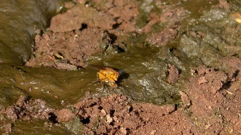 Slow motion: Two flies mating in a puddle of cow dung Video stock 79598437
