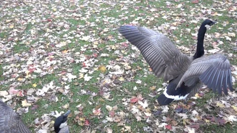 Slow Motion Two Geese Starting To Fly Stock Footage 89256306