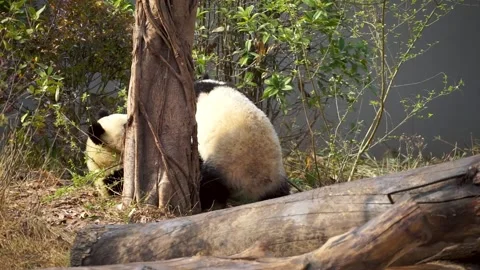 Slow motion of two giant pandas fighting and playing around tree trunk at Stock Footage 323181331