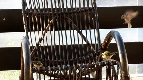 Slow motion: Two great tits and a house sparrow on bamboo rocking chair Stock Footage 92923945