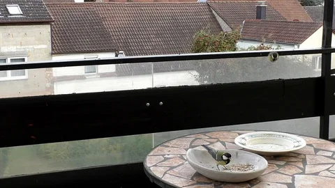 Slow Motion: Two great tits taking off from balcony railing, eating birdseed Video stock 94433077