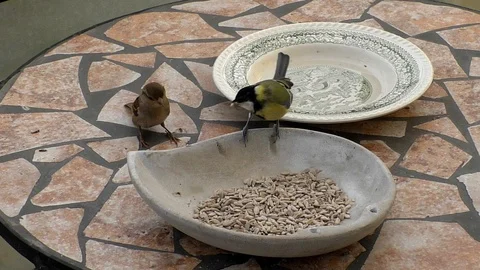 Slow motion: Two great tits and a house sparrow eating birdseed from stone bowl Stock Footage 94433193