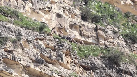 Slow Motion: Two Griffon Vultures Landing Together on Cliff, Cyprus Stock-Footage 333070975
