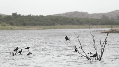 Slow motion of two groups of ducks laying over dry tree brunches sunken in river 스톡 동영상 119000510