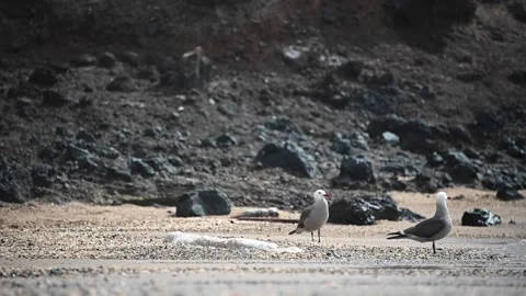 Slow motion two Heermann's Gulls standing on Beach Stock Footage 135747341