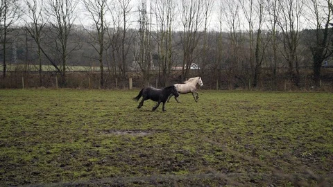 Slow motion -  two horses racing in muddy wet field, horse running Stock Footage 86533763