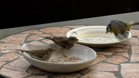 Slow motion: Two house sparrows eating birdseed from a bowl, joined by great tit Stock Footage 94432909