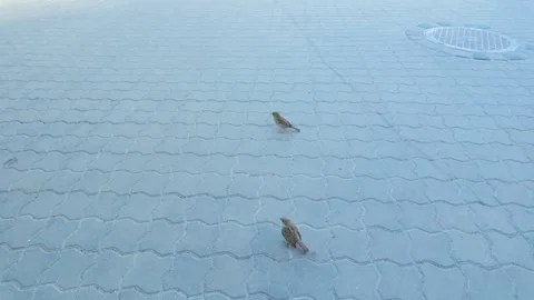 Slow Motion Of Two House Sparrows Displaying Natural Social Behavior On Pavement Stock Footage 341922884