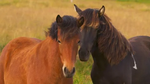 Slow Motion Two Icelandic Horses Wind Blowing Manes Look At Camera. Hand Held Stock Footage 256716246