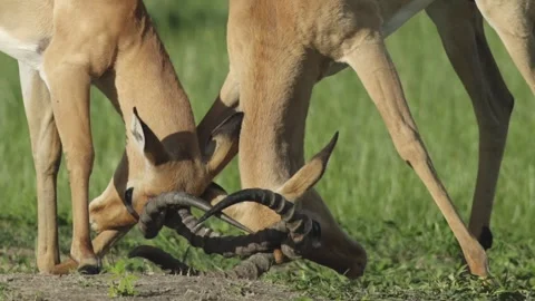 Slow motion of two impalas fighting Video stock 328481923