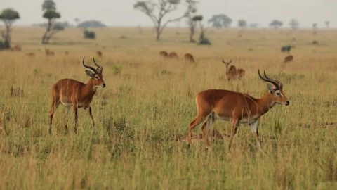 Slow motion of two impalas leaping in African prairie. Stock-Footage 201367148