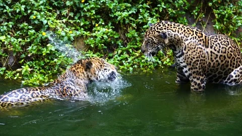 Slow-motion of Two jaguar playing and swimming in pond Stock Footage 93602220