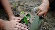 Slow Motion Of Two Kids Planting Young Seedling On A Dry Soil Stock Footage