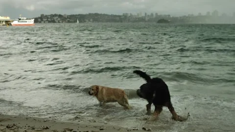 Slow motion two large dogs play in the sea in Sydney 4K Stock Footage 240512130