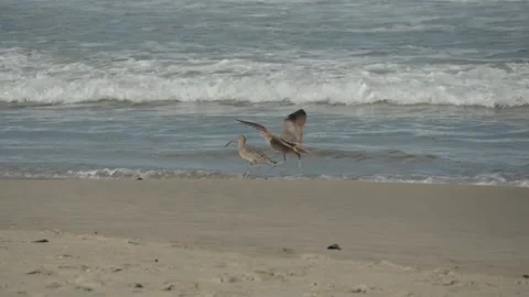 Slow Motion of Two Long-Billed Shorebirds Foraging on a Sandy Beach with Crashin Stock Footage 318947717