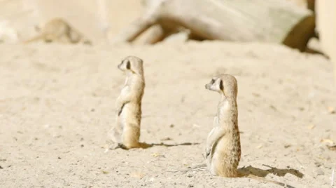 SLOW MOTION: Two meerkats guard on a sand Stock Footage 67921977