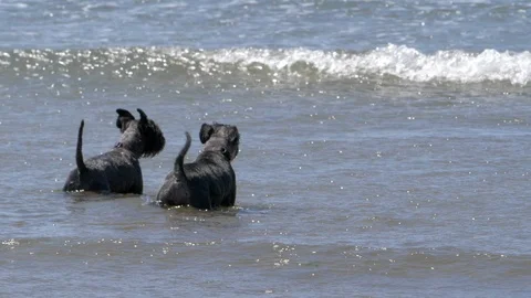 Slow Motion Of Two Mini Schnauzer Dogs Running From Sea To Beach Stock Footage 93471914