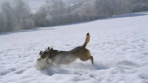 SLOW MOTION: Two mixed breed dogs leap and spar in fresh snow on a winter meadow Stock Footage 325144080