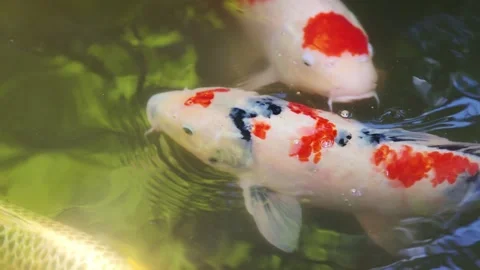 Slow motion of two multicolored koi fish swimming together in a temple pond Vídeos de archivo 337150508