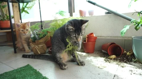 Slow motion of two naughty kitten playing with plants on balcony Stock Footage 165502925