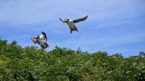 Slow Motion Two Puffins flying and landing -100fps on Skomer Island Stock Footage 317950248