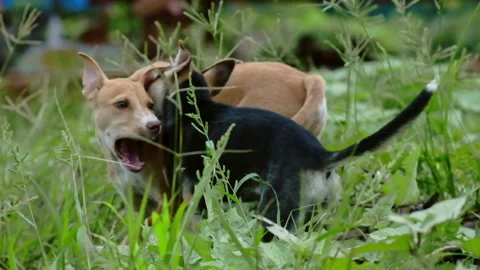 Slow Motion of Two Puppies Playing with Tooth Showing  in Meadow Stock Footage 219991952